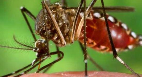 Dengue cases and deaths drop in 2024